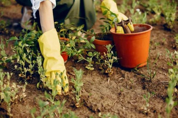 Gardening &  Planting