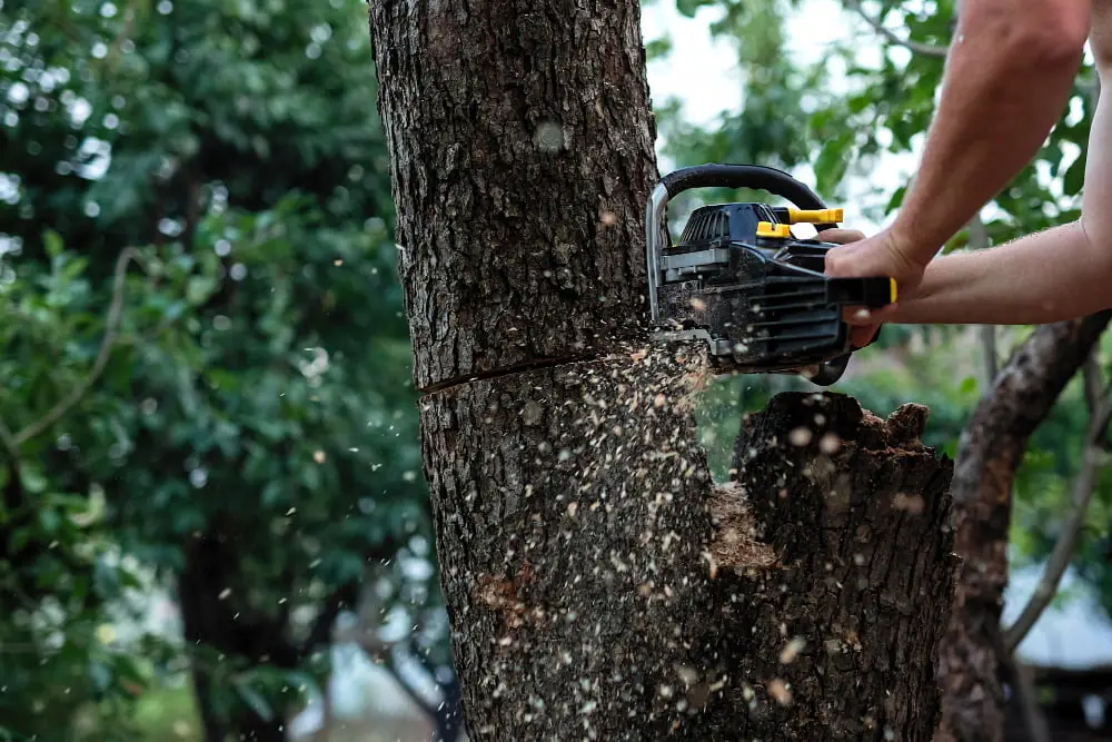 Tree  Service